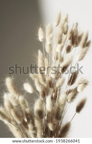 Similar – Image, Stock Photo Rabbit tail grass dry flower bouquet