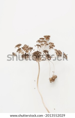 Similar – Image, Stock Photo Dried up plants by the wayside in the sunshine with a gauzy blue background of sky and sea