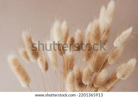 Similar – Image, Stock Photo Rabbit tail grass dry flower bouquet