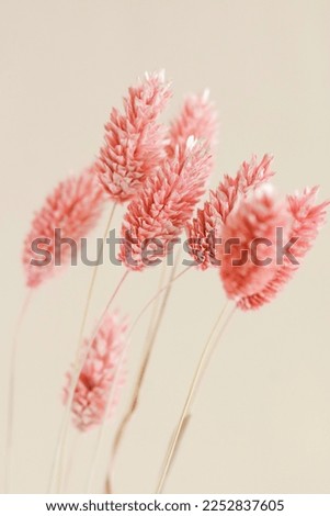 Similar – Image, Stock Photo Dried bouquet of flowers