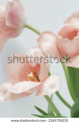 Similar – Image, Stock Photo romantic pink flower plant in spring season