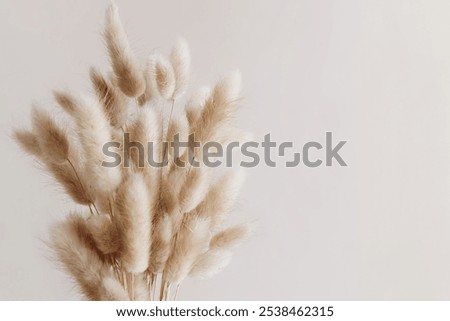 Similar – Image, Stock Photo Dry grasses in the backlight of the evening sun