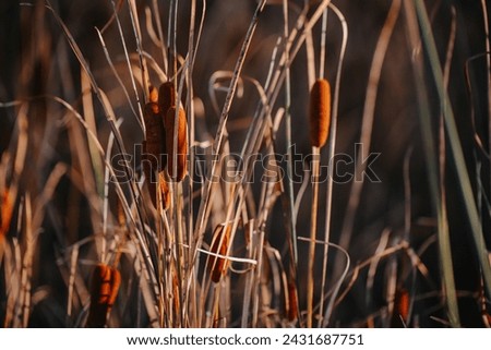 Similar – Image, Stock Photo Cattail at the pond in the evening light.very nice colors.