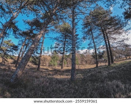 Similar – Foto Bild Dünenlandschaft mit Moos und Gras am Vormittag auf der Insel Sylt