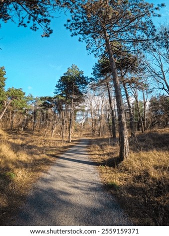 Similar – Foto Bild Dünenlandschaft mit Moos und Gras am Vormittag auf der Insel Sylt