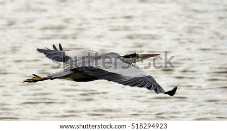 heron bird symbolism