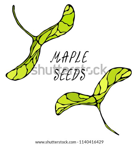 Green Maple Seeds. Autumn or Fall Harvest Collection. Realistic Hand Drawn High Quality Vector Illustration. Doodle Style.