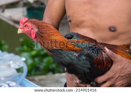 man hug a Thai fighting cock or Rooster chicken