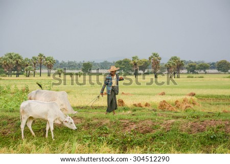 MANDALAY, MYANMAR - 31 JULY 2015 : Burmese farmer walk with cow on paddy or rice field located at  Bagan on JULY 31, 2015 in Mandalay, Myanmar