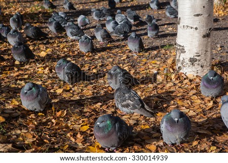 Pigeons on the ground with fallen leaves near the birch. Selective focus