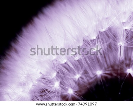 A detail of dandelion in purple light.