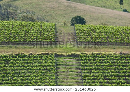 vineyards Hunter Valley, Australia