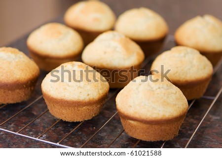 Twelve fresh vanilla muffins cooling off on metal grid