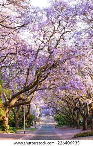 Beautiful purple jacaranda trees blooming during October in Pretoria, South Africa\'s capital city