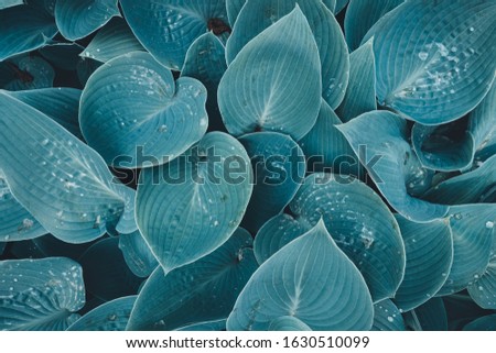 Similar – Image, Stock Photo Blue leaf with raindrops on the forest floor