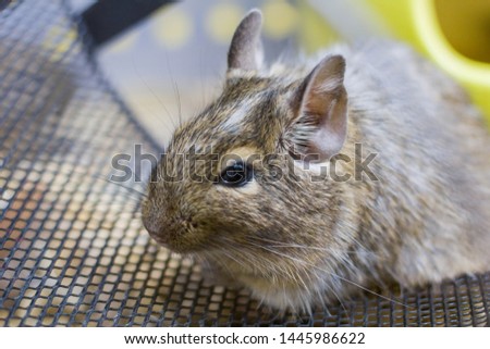 Similar – Foto Bild Degu sitting in wheel