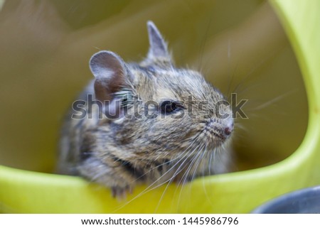 Similar – Foto Bild Degu sitting in wheel