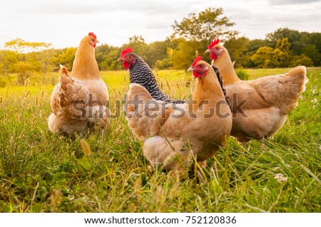 Similar – Image, Stock Photo Brown chicken on green meadow