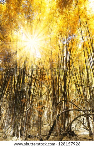 Autumn Theme Bamboo Forest with Rays of Light