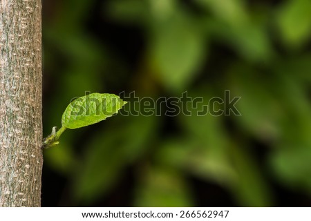 new leaf on its trunk focus on leaf