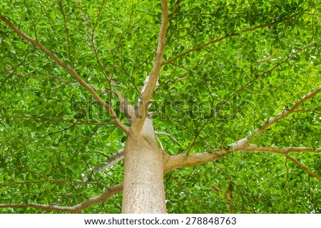 tree with its leaf and branch in worm eye view