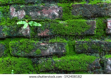 Abstract Fern growing on the wet wall of moss under  the shadow of  trees in a city ,(Bangkok ,Thailand )