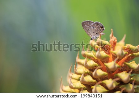 butterfly catch on Male Cycas cairnsiana reproductive cone\
Cycas cairnsiana is a species of cycad in the genus Cycas, native to northern Australia