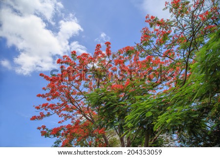 Royal Poinciana,  Gulmohar, Flamboyant or Flame tree is a flower tree plant. that have orange red bloom and blooming on summer at Sunny day with blue sky cloud