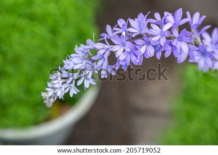 Petrea volubilis evergreen flowering vines ,Purple Wreath, Queen's Wreath, Sandpaper Vine, Bluebird Vine