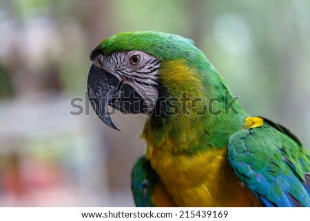 Blue wing macaw parrot and yellow green feather on blur bokeh background