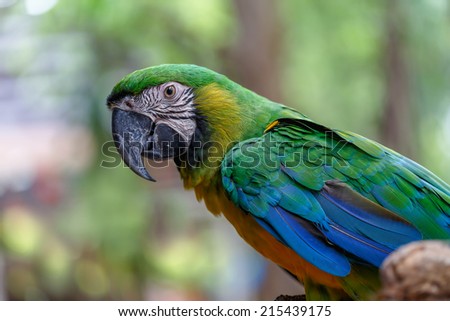 Blue wing macaw parrot and yellow green feather on blur bokeh background