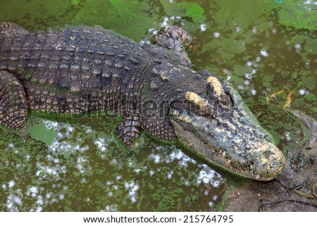 Crocodile is  still in water  under  the shadow of tree