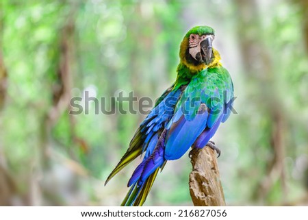 Painting mood of Blue wing macaw parrot and yellow green feather on blur bokeh background