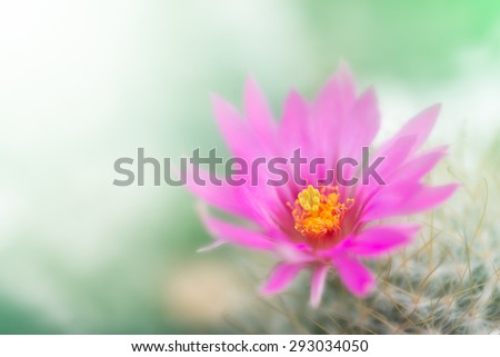cactus pink flower blooming with orange thorn on green grass blur background with soft focus in spring summer