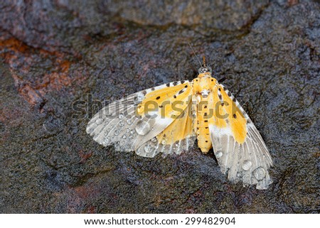Peridrome subfascia : Yellow and  black point  butterfly dead on rock  with drop of water on it body  in the morning after rain fall on last night,  side view