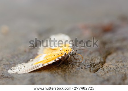 Peridrome subfascia : Yellow and  black point  butterfly dead on rock  with drop of water on it body  in the morning after rain fall on last night, top view