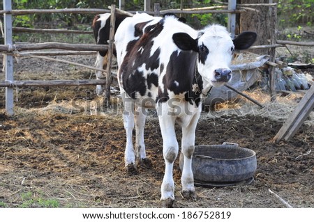 Calves in row. Cows breeding on bio farm