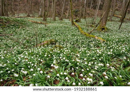 Similar – Image, Stock Photo Märzenbecher Blossom in the forest