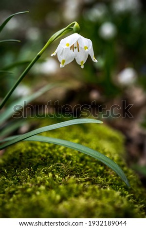 Similar – Image, Stock Photo Märzenbecher Blossom in the forest