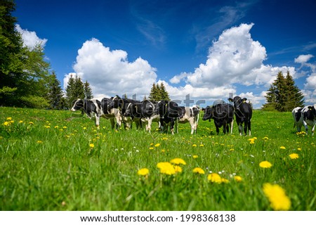 herd of Holstein Friesian cattle in the swiss jura in spring Stockfoto © 