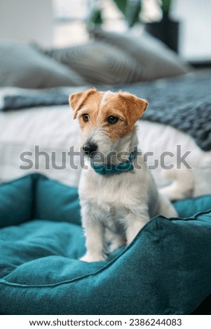 Similar – Image, Stock Photo Calm spotted dog sitting and looking up