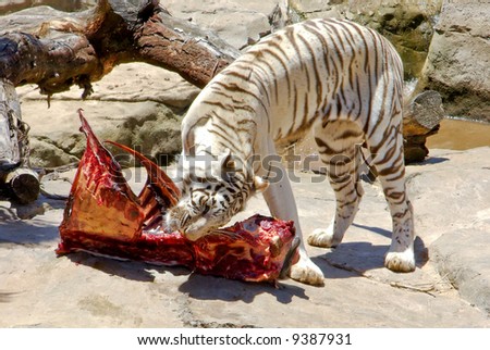 white bengal tiger feeding meat near water and stones