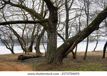 Image, Stock Photo snowless January Meadow