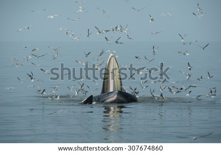 Bryde whale opened its mouth to eat small fish. Seagulls eat fish from the mouth of a whale.