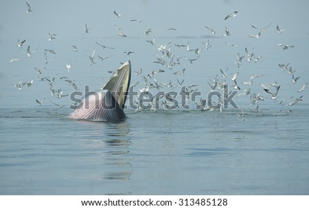 Bryde whale,Eden\'s whale opened its mouth to eat small fish. Seagulls eat fish from the mouth of a whale