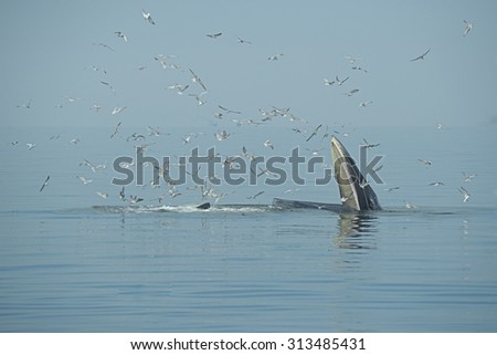 Brydewhale,Eden\'s whale opened its mouth to eat small fish. Seagulls eat fish from the mouth of a whale