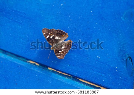 Similar – Image, Stock Photo inclined wing Butterfly