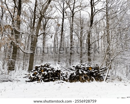 Similar – Foto Bild Aufgesetzte Brennholz Scheite