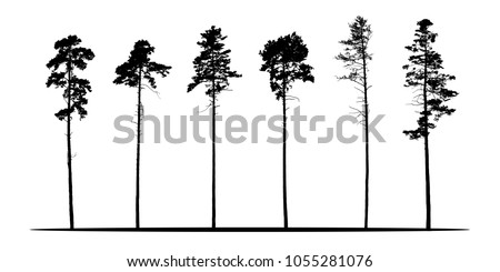 Set of realistic vector silhouettes of coniferous trees - isolated on white background