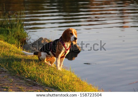 A curious looking Beagle sitting on the grass, staring into the water